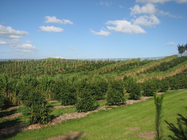 Clearwater Orchard at Ngataki on the Aupouri Peninsula